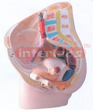 HUMAN FEMALE PELVIS 2 PARTS